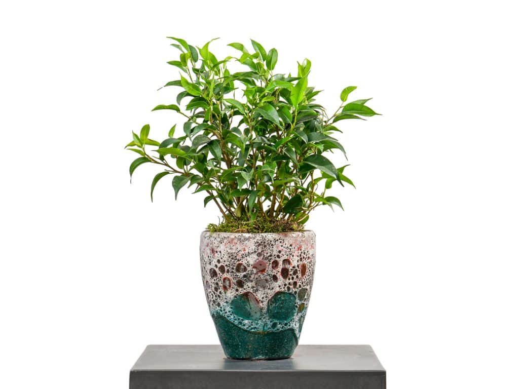 Ficus Benjamina in a pot