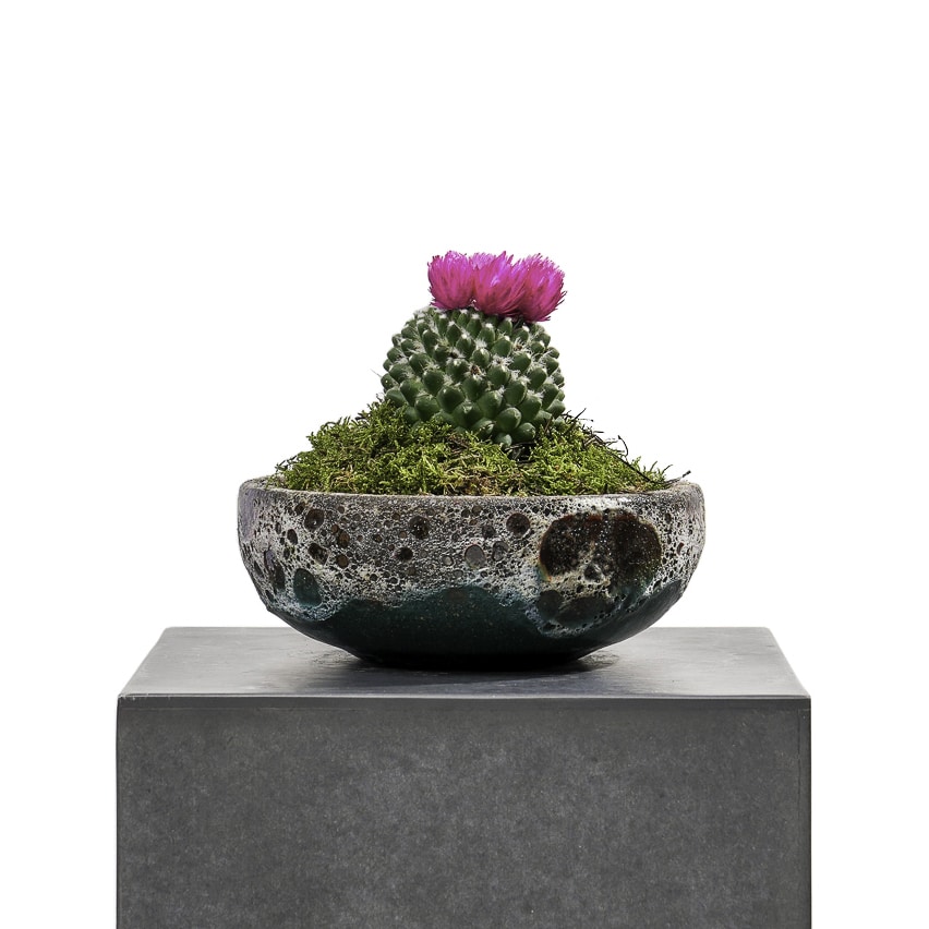 Cactus in a bowl