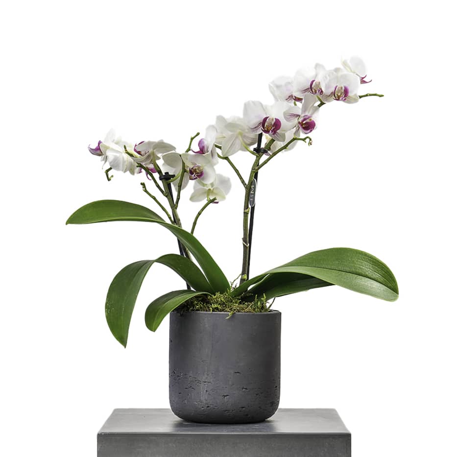 Phalaenopsis Orchid in a Grey Pot