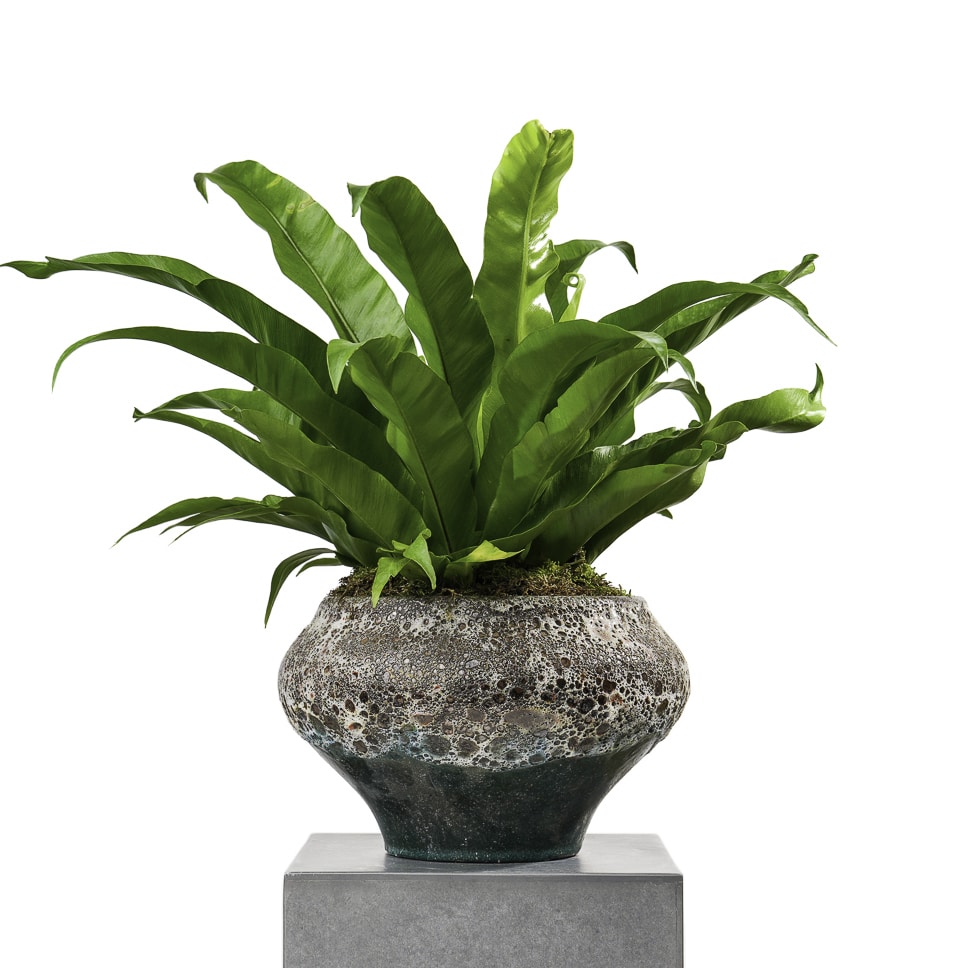 Asplenium plant in a elegant pot