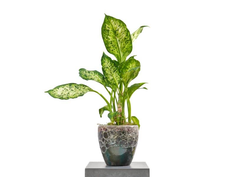 Dieffenbachia plant