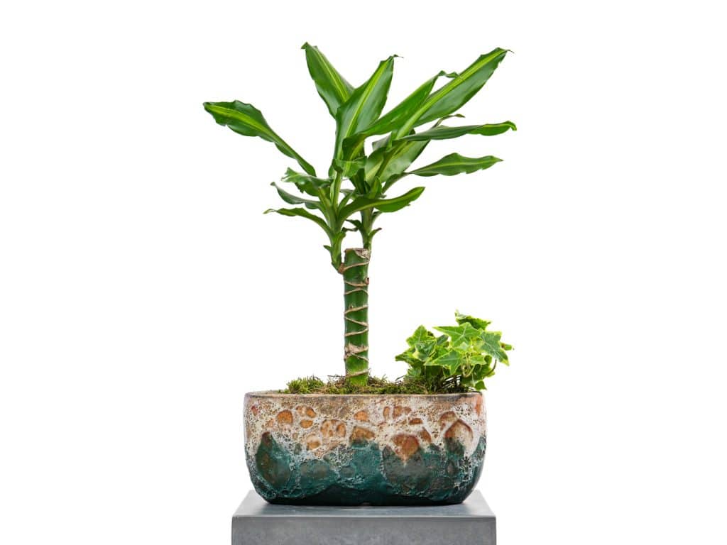 Dracaena and Hedera Duo Plant in a Pot