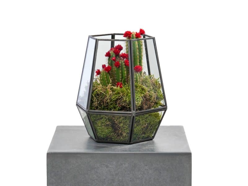 Geometric Hanging Cactus Terrarium with Red Flowers