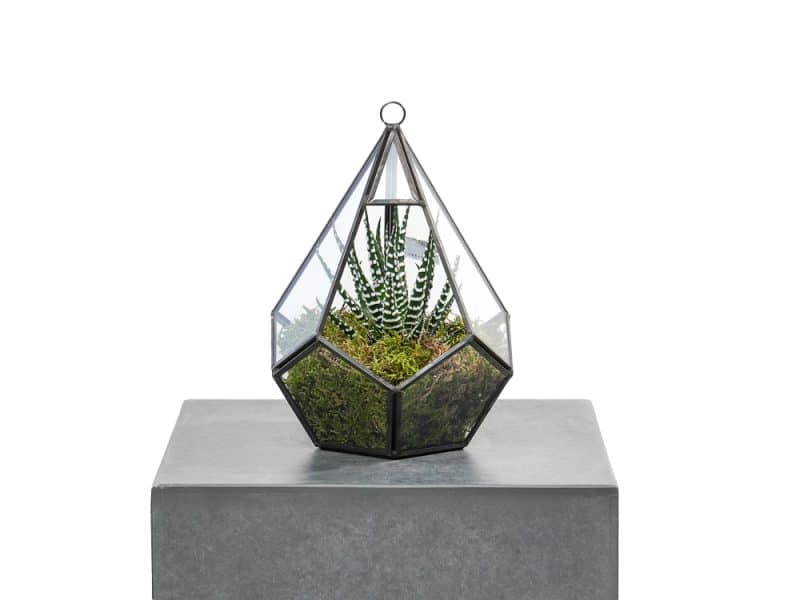 Geometric Haworthia Haven: Hanging Terrarium