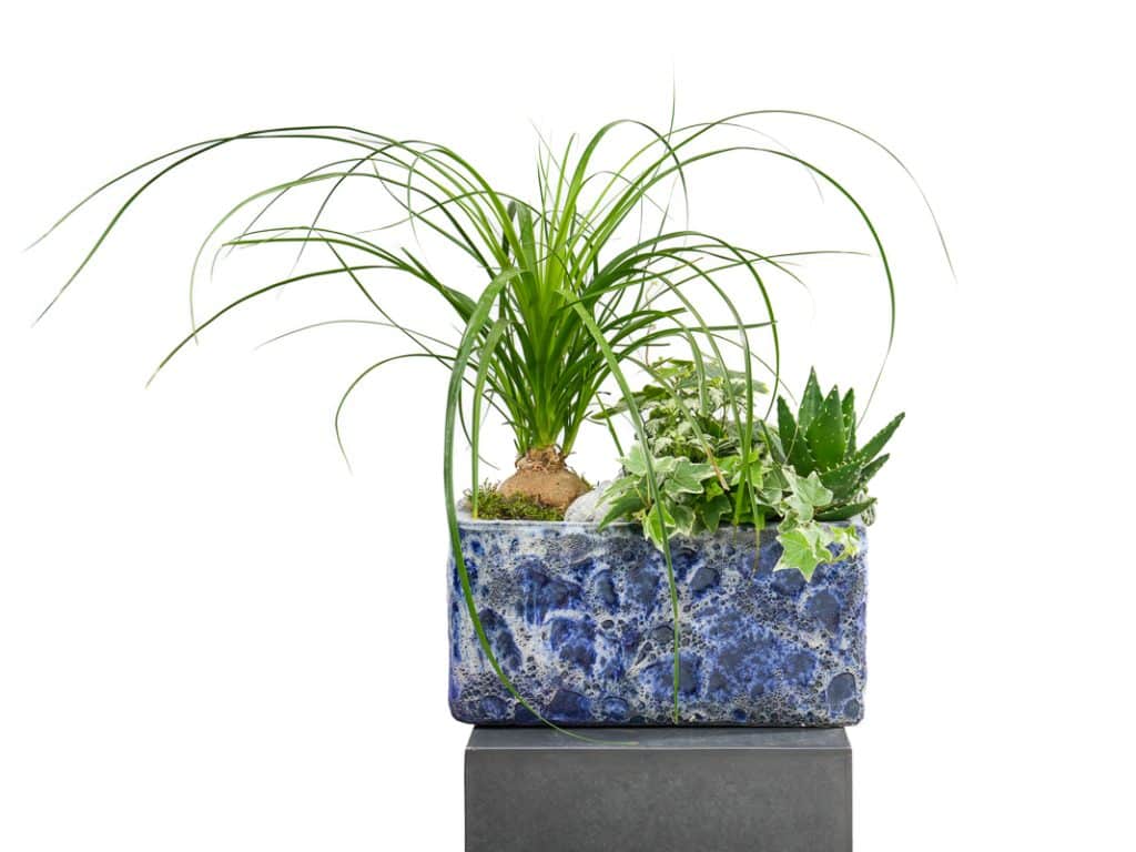 Hedera, Aloe vera, Beaucarnea in blue rectangle pot