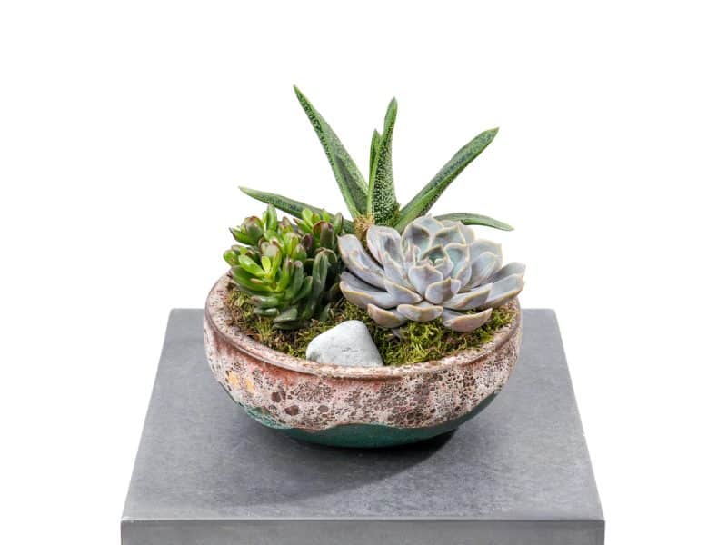 Trio: Echeveria, Aloevera ,Crassula Mix