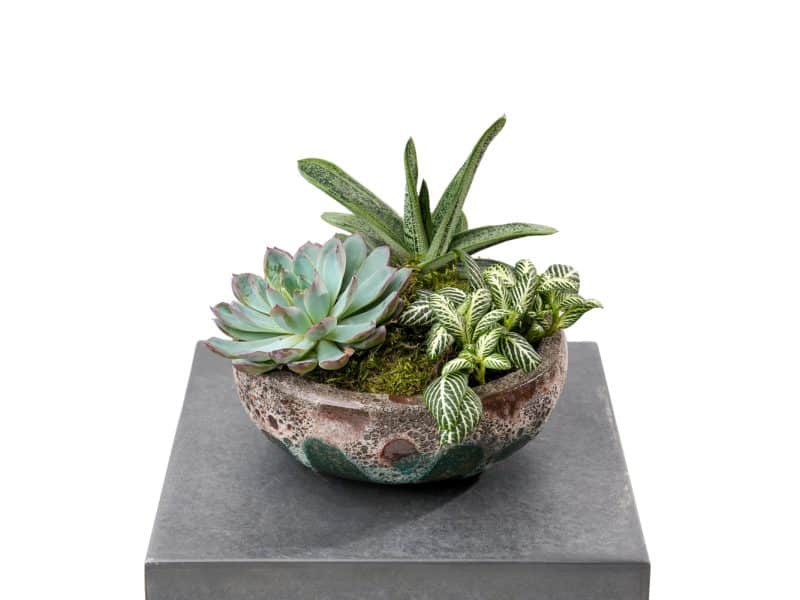 Trio Echeveria, Aloevera, Fittonia Mix in a Pot