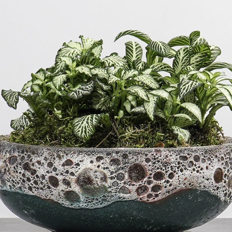 Fittonia Arrangement in a Bowl