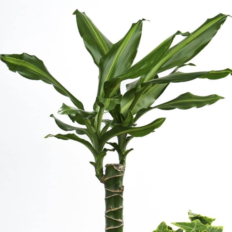 Dracaena and Hedera Duo Plant in a Pot