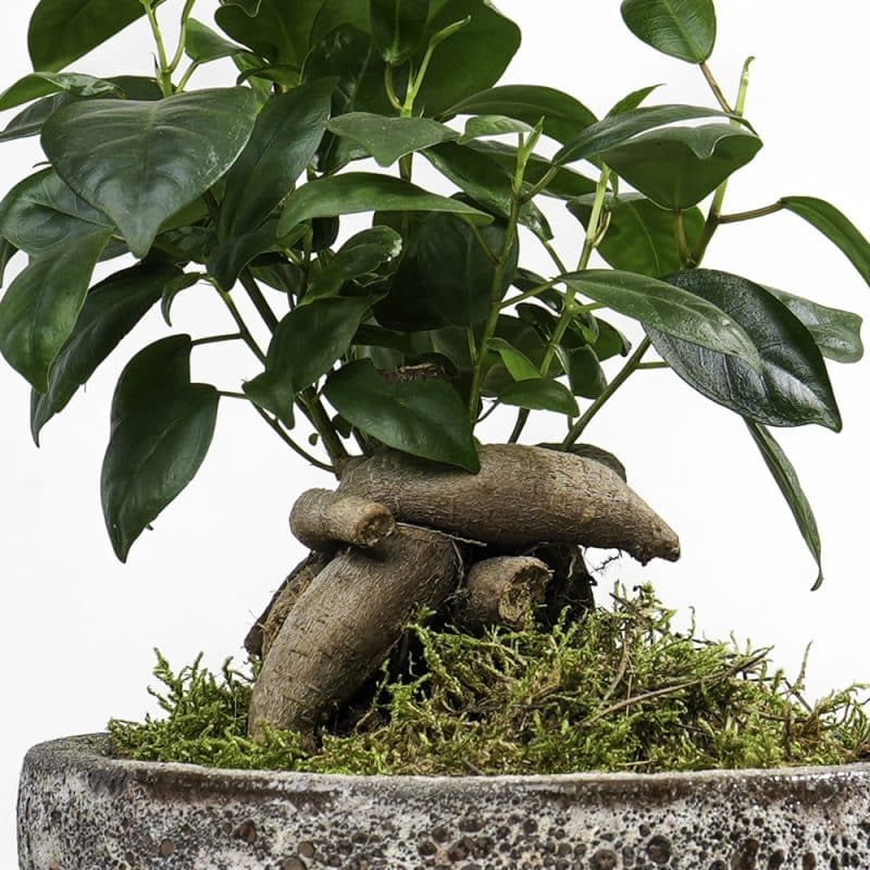 Bonsai Serenity : Ficus in Pot