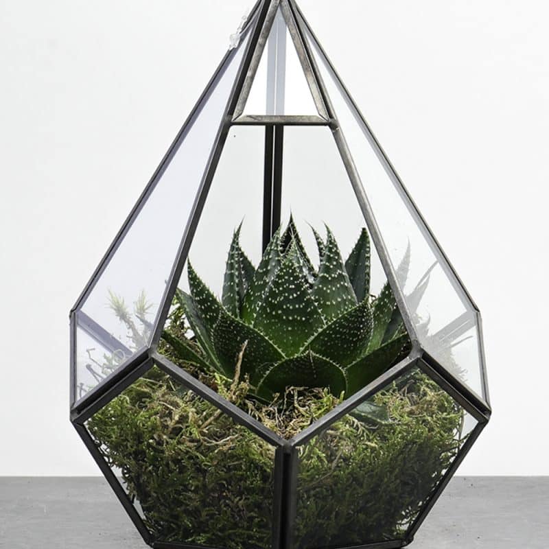 Geometric Aloe Haven: Hanging Terrarium