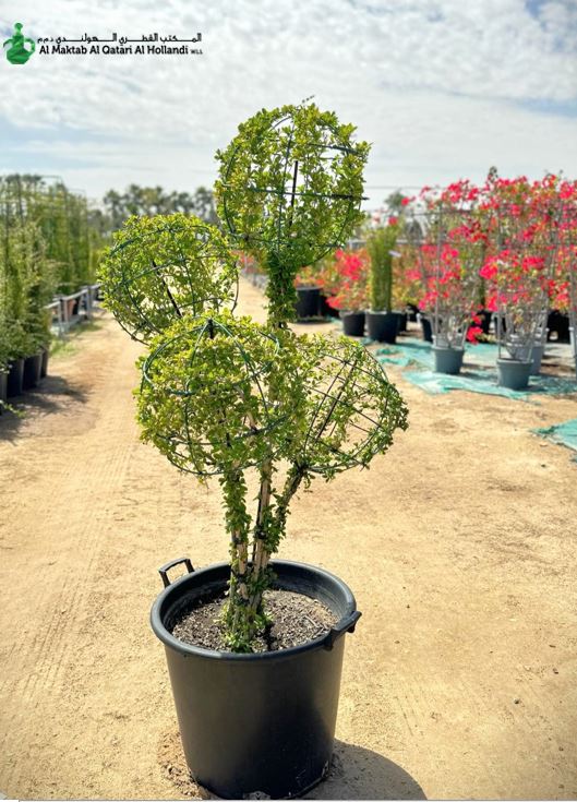 Ehretia Microphylla