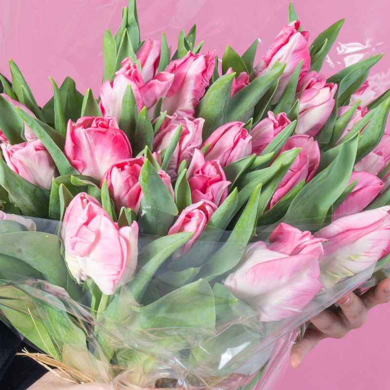 Pink Tulips Blossom Elegance Harmony