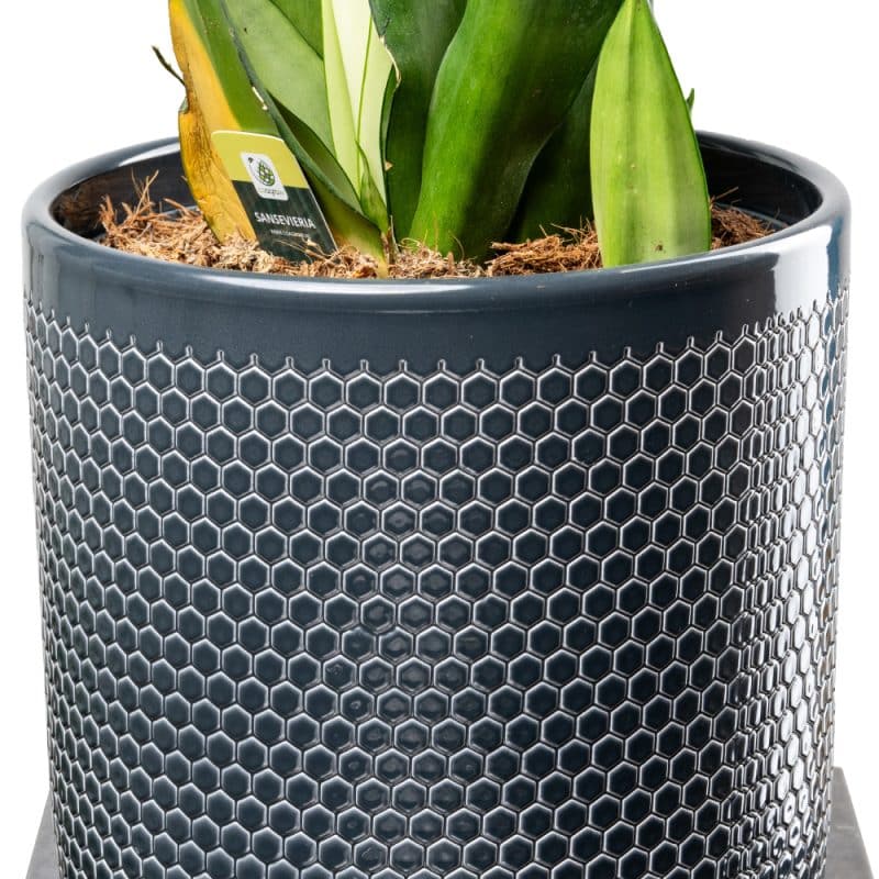 Sansevieria In a Honeycomb Texture Pot