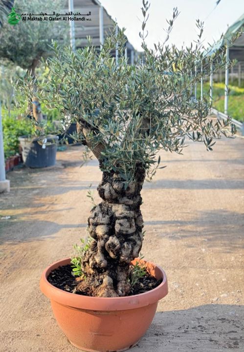 Olea Europaea - Olive Tree in Qatar | Plaza Hollandi