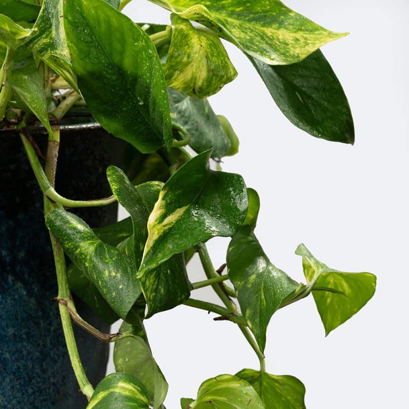 Epipremnum Elegance 32 CM