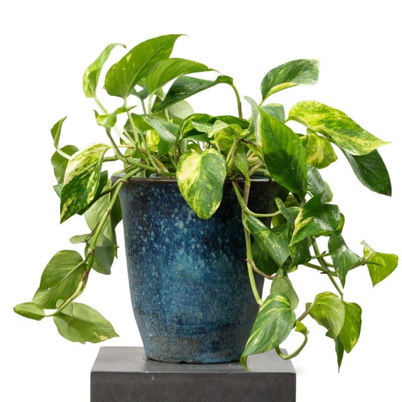 Epipremnum Elegance 32 CM