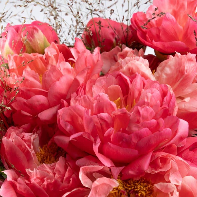 Salmon Color Peony Flower Bouquet