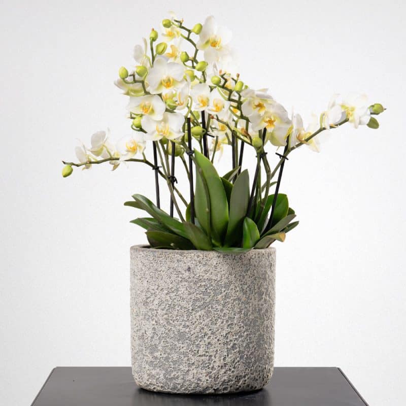 White Phalaenopsis in a Terracotta Pot