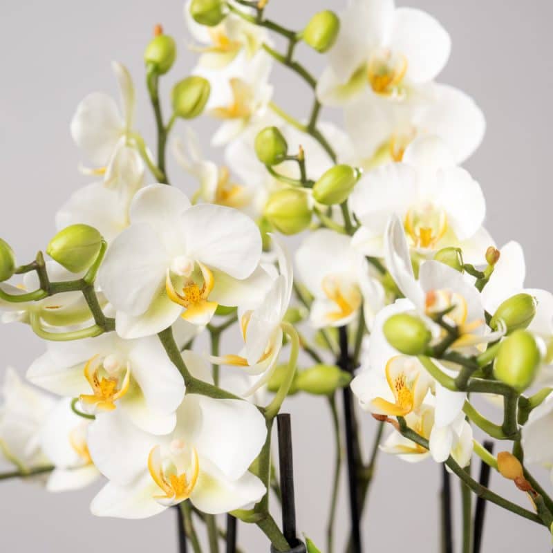 White Phalaenopsis in a Terracotta Pot