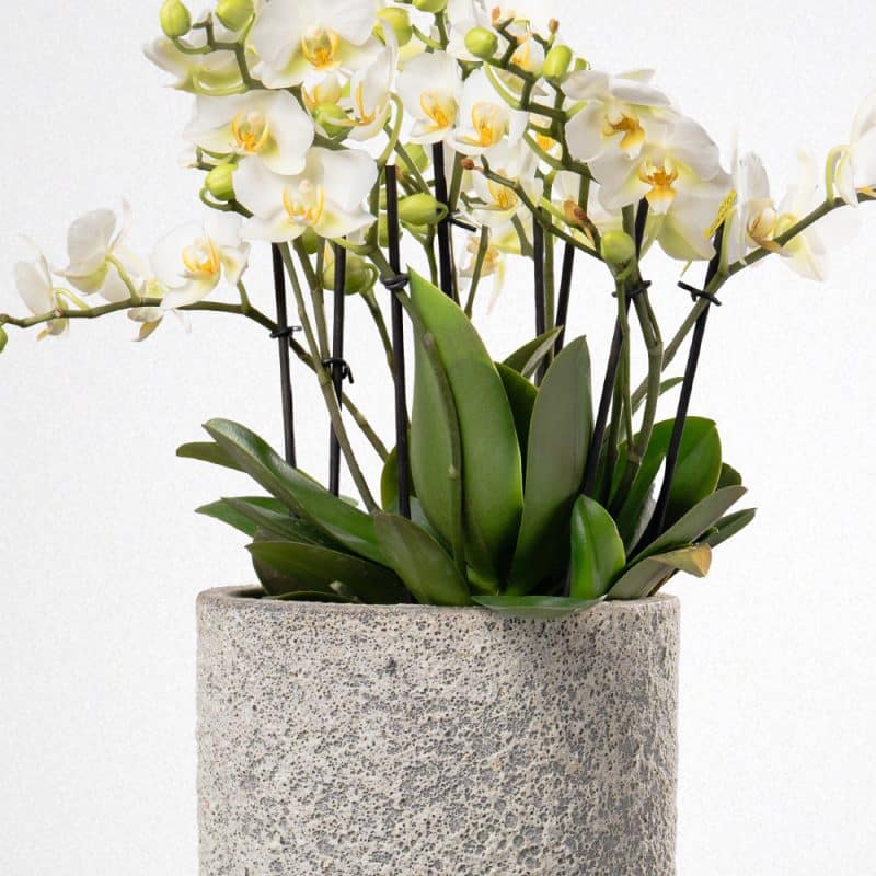 White Phalaenopsis in a Terracotta Pot