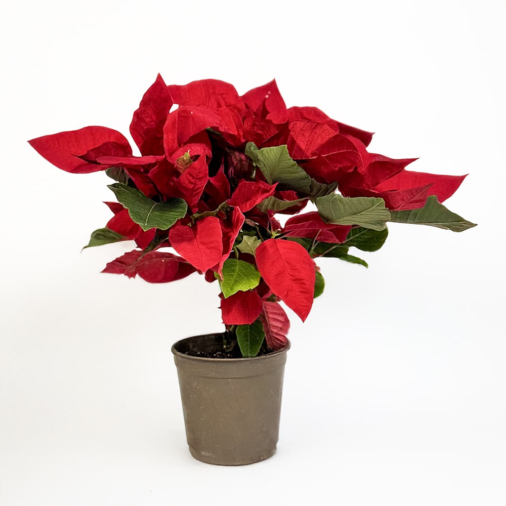 1 Christmas Bliss Poinsettia Plant -Potted Beauty