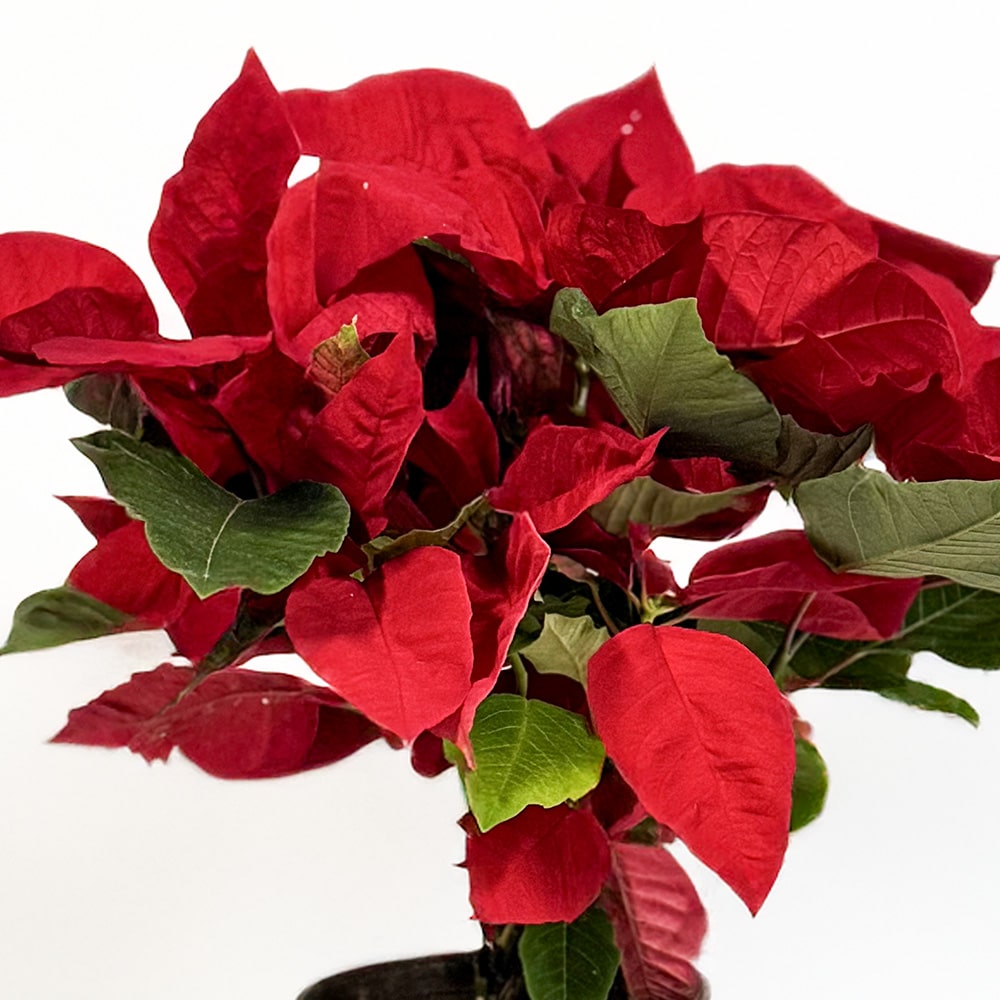 1.2 Christmas Bliss Poinsettia Plant -Potted Beauty