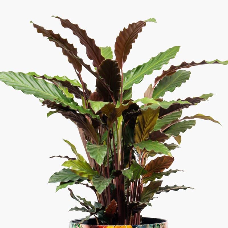 Calathea Orbifolia in a Stylish Pink Metallic Pot