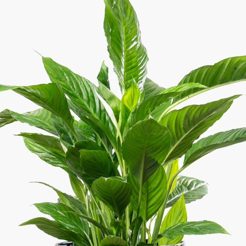 Spathiphyllum Bellini in Pink Flower Pattern Steel Pot