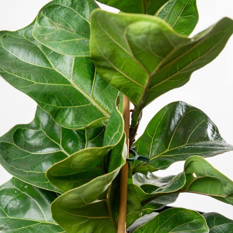 Ficus Lyrata Bambino in Metallic Pot