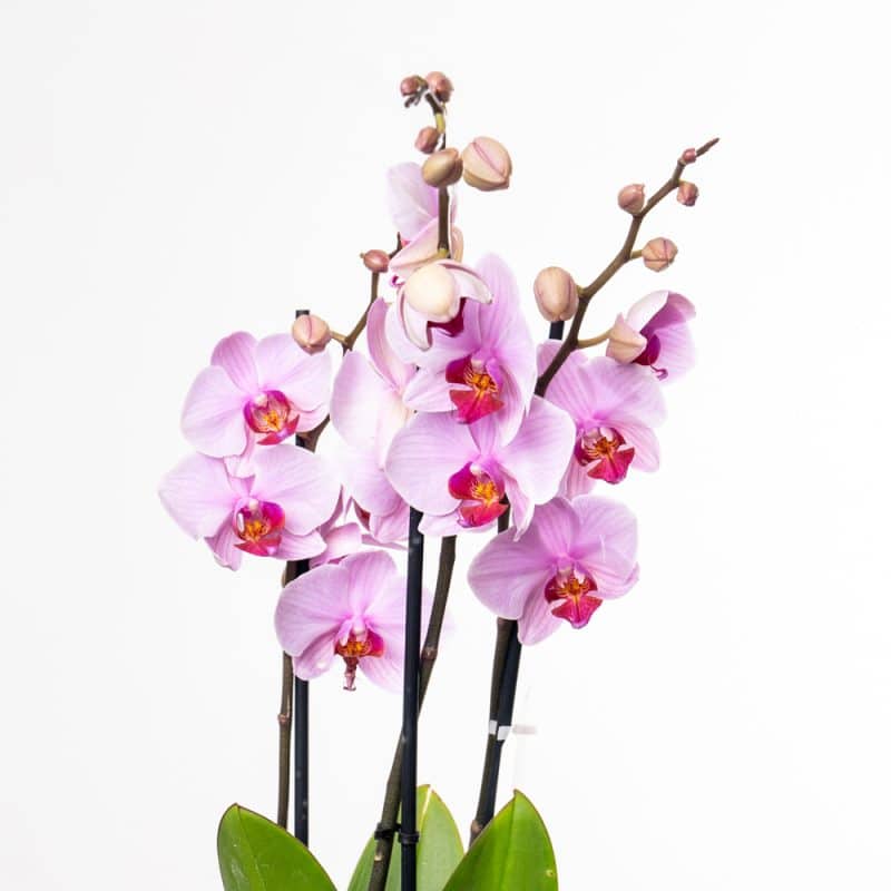 Pink Phalaenopsis Orchid in Textured Sliver Pot Edition