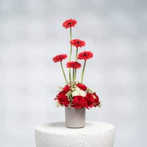 Elegant Red Gerbera & Rose Bouquet with White Baby Roses & Limonium in Pot (H 40 cm)