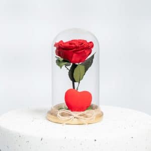 a presevered rose in a glass dome