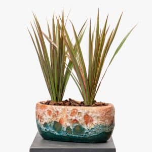 Dracaena in Elegant Ceramic Pot