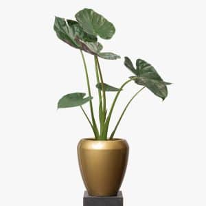 Alocasia
