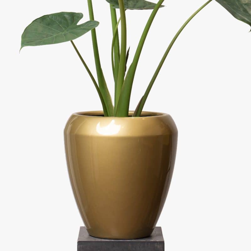 Bold Beauty: Alocasia in Contemporary Fiber Pot