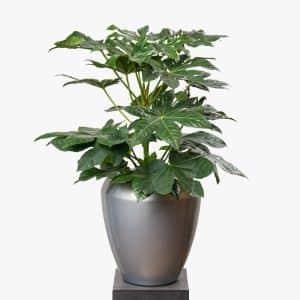 Fatsia Japonica in Fiber Pot