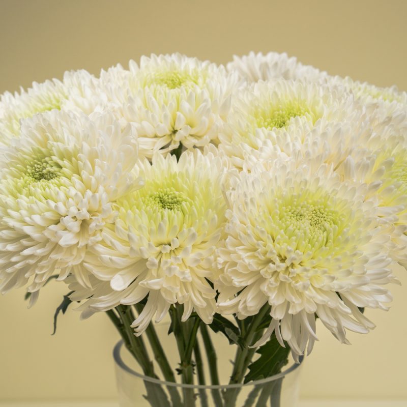 The Chrysanthemum Charm