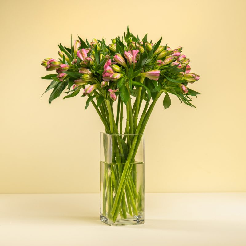 Pink Elegance - Alstormeriya