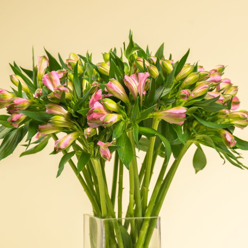 Pink Elegance - Alstormeriya