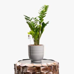 Zamioculcas