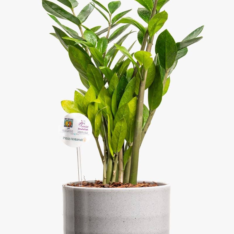 Grey Glow – Zamioculcas for Contemporary Spaces