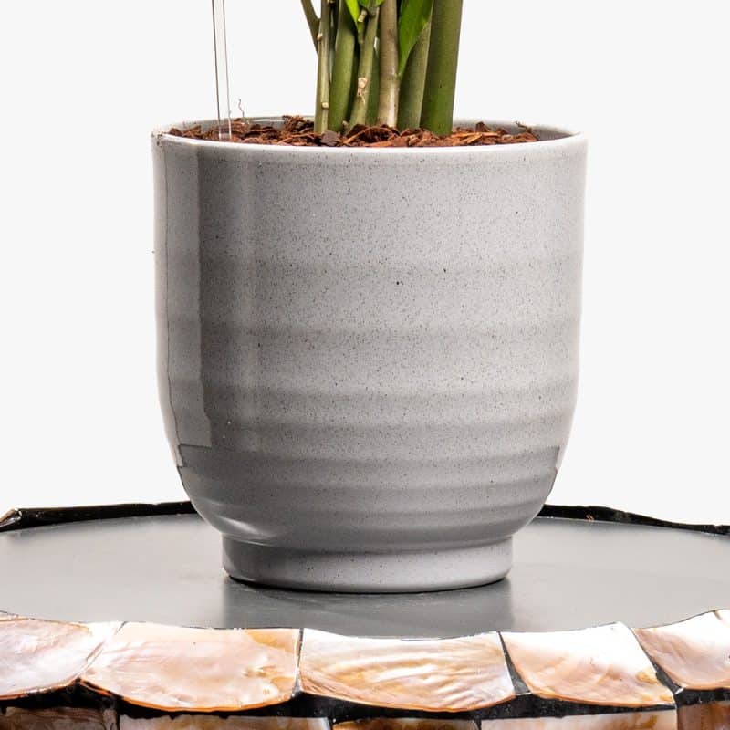 Grey Glow – Zamioculcas for Contemporary Spaces