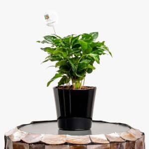 Brew & Bloom – Coffea Arabica