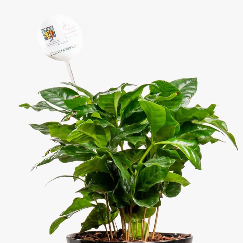 Brew & Bloom – Coffea Arabica in Black Ceramic Pot (30CM)