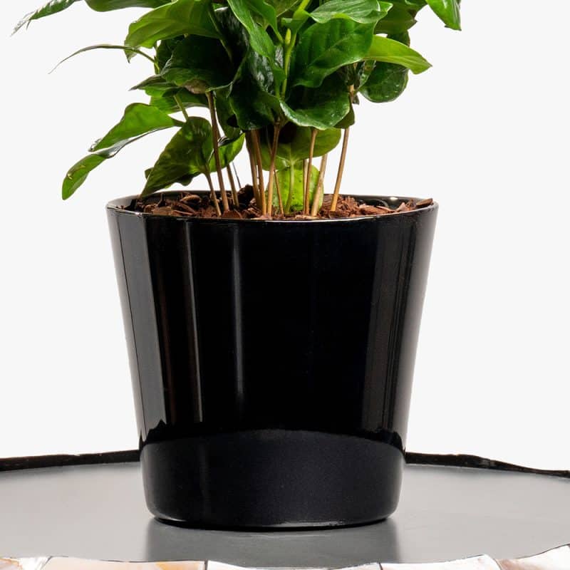 Brew & Bloom – Coffea Arabica in Black Ceramic Pot (30CM)