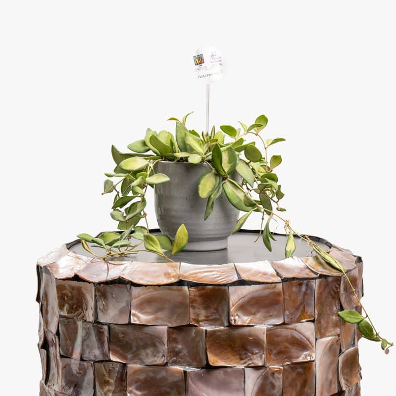 Hoya 20CM GRAY CRAMIC POT