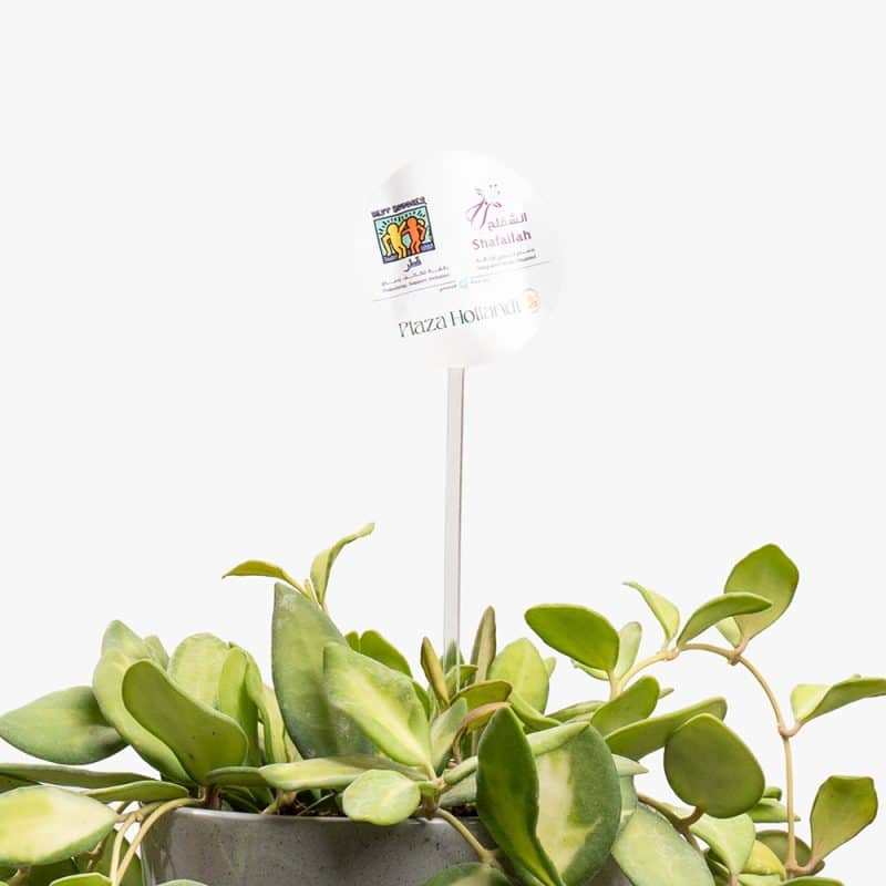 Hoya Plant – 20CM in Gray Ceramic Pot
