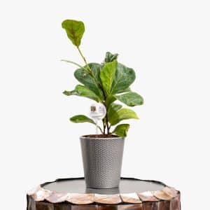 Ficus