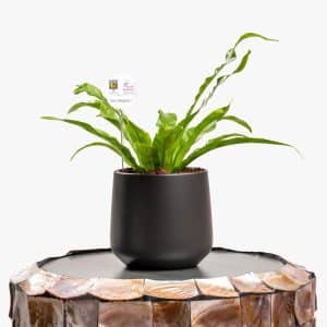 Lush 20 cm **Asplenium** fern in a 20 cm **black ceramic pot**, perfect for bringing fresh greenery and a touch of elegance to your home or office décor.